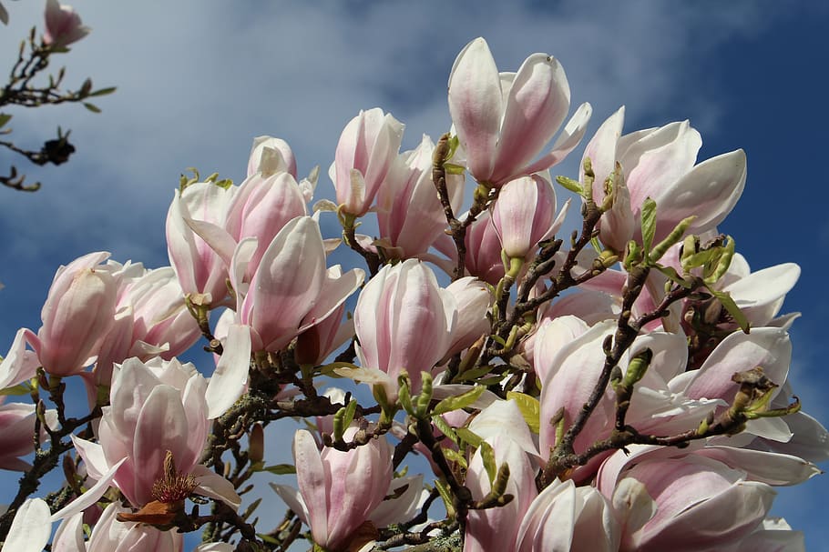 spring, flowers, magnolia, flowering plant, beauty in nature HD wallpaper