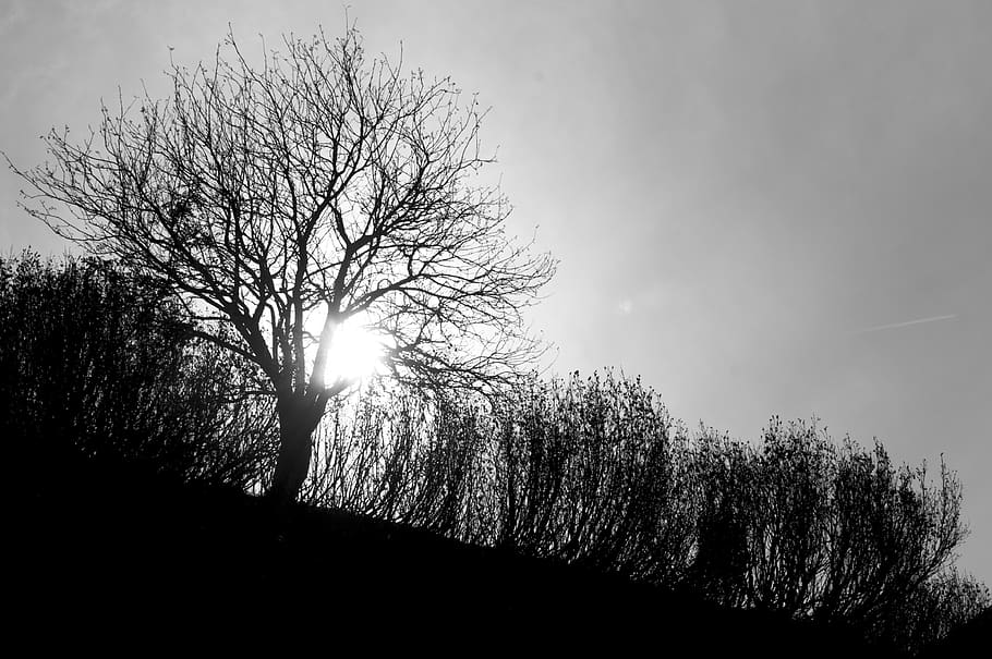 tree, black and white, bandw, sun, plant, sky, bare tree, silhouette HD wallpaper