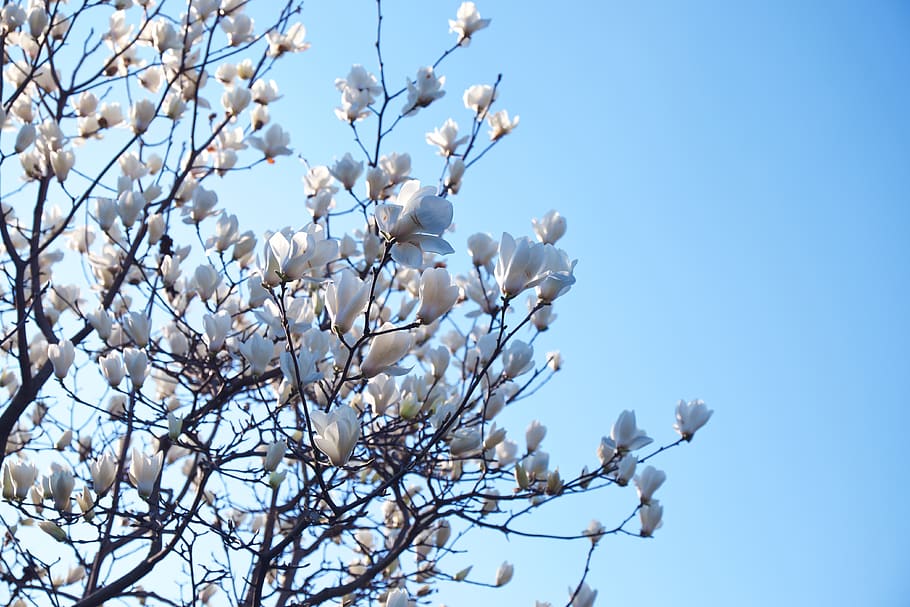 flowering plant, low angle view, tree, beauty in nature, branch HD wallpaper