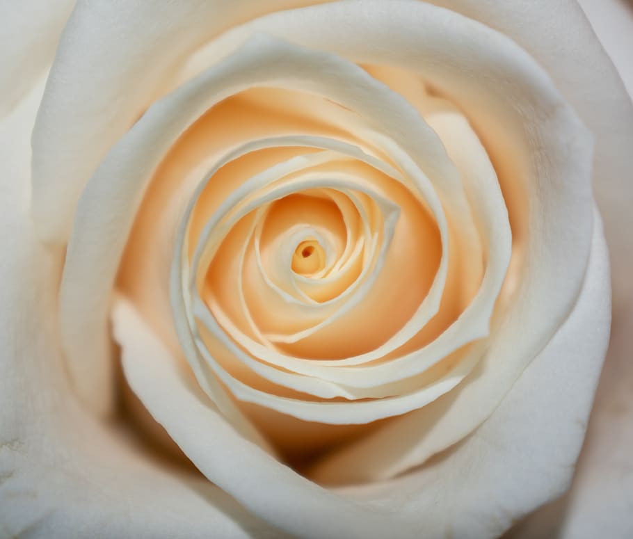 rose, white, flower, bloom, love, nature, wedding, blossom HD wallpaper