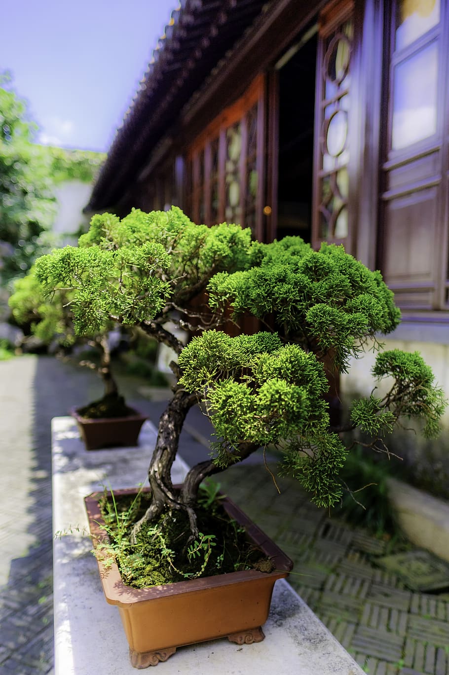 HD wallpaper: bonsai, tree, china, bush, asia, green, wood, foliage,  outdoor | Wallpaper Flare