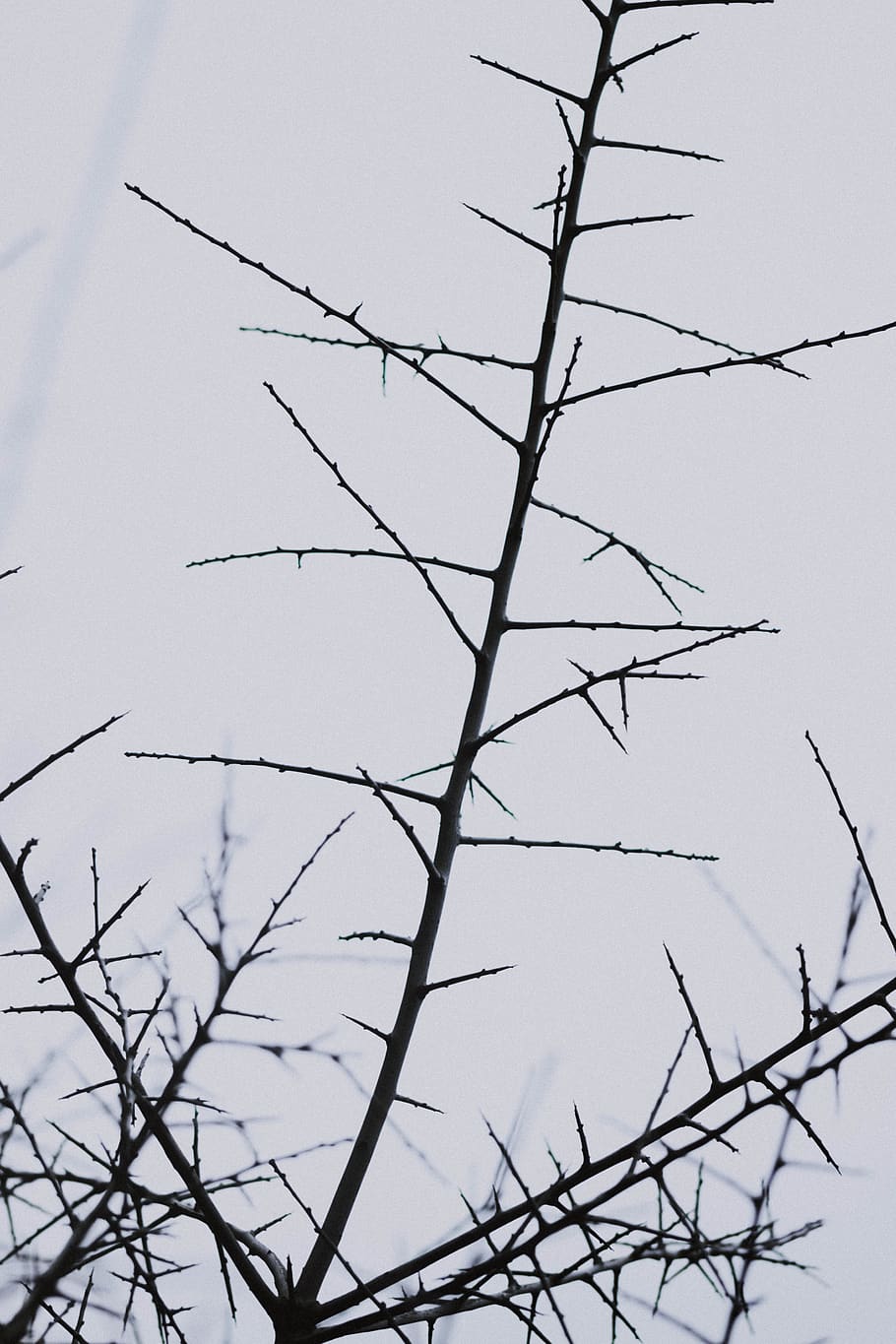 black and white tree illustration, animal, bird, nature, accipiter HD wallpaper