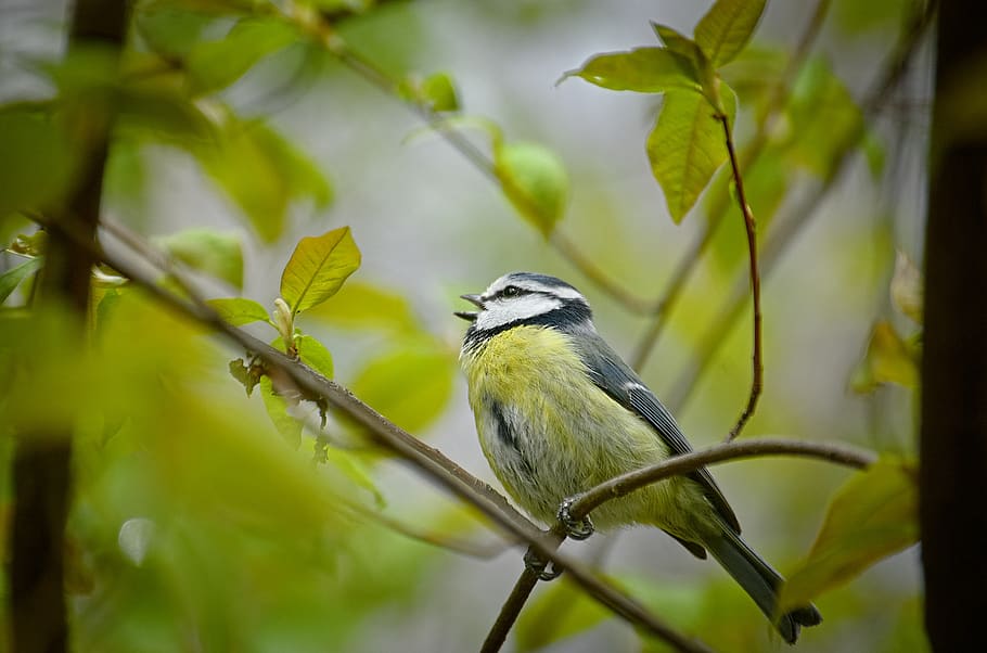 blue tit, songbird, small bird, spring, tree, sing, whistle, HD wallpaper