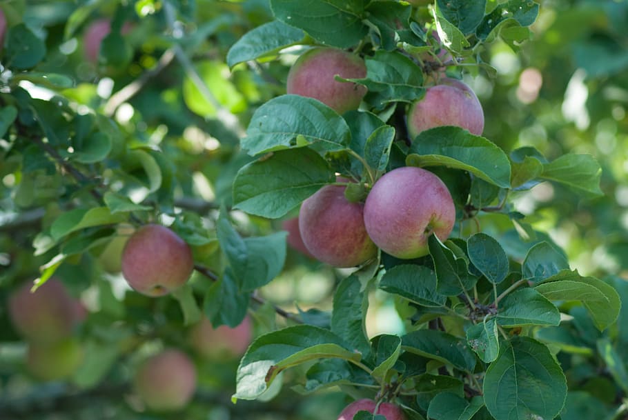 apples, dacha, summer, grass, fruit, ripe, fresh, autumn, garden HD wallpaper