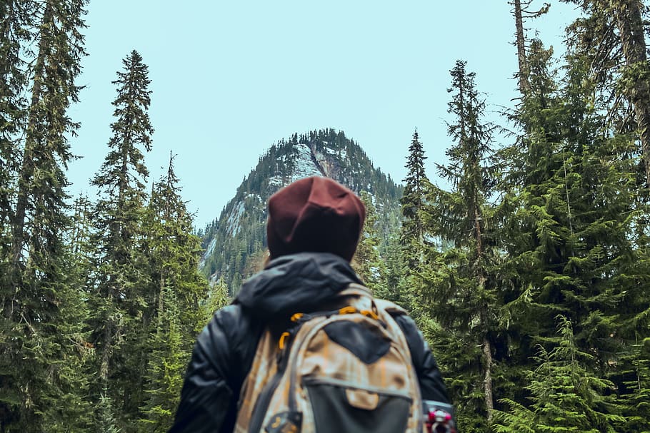Person Standing In Front Of Pine Trees, adventure, awe, backpack HD wallpaper