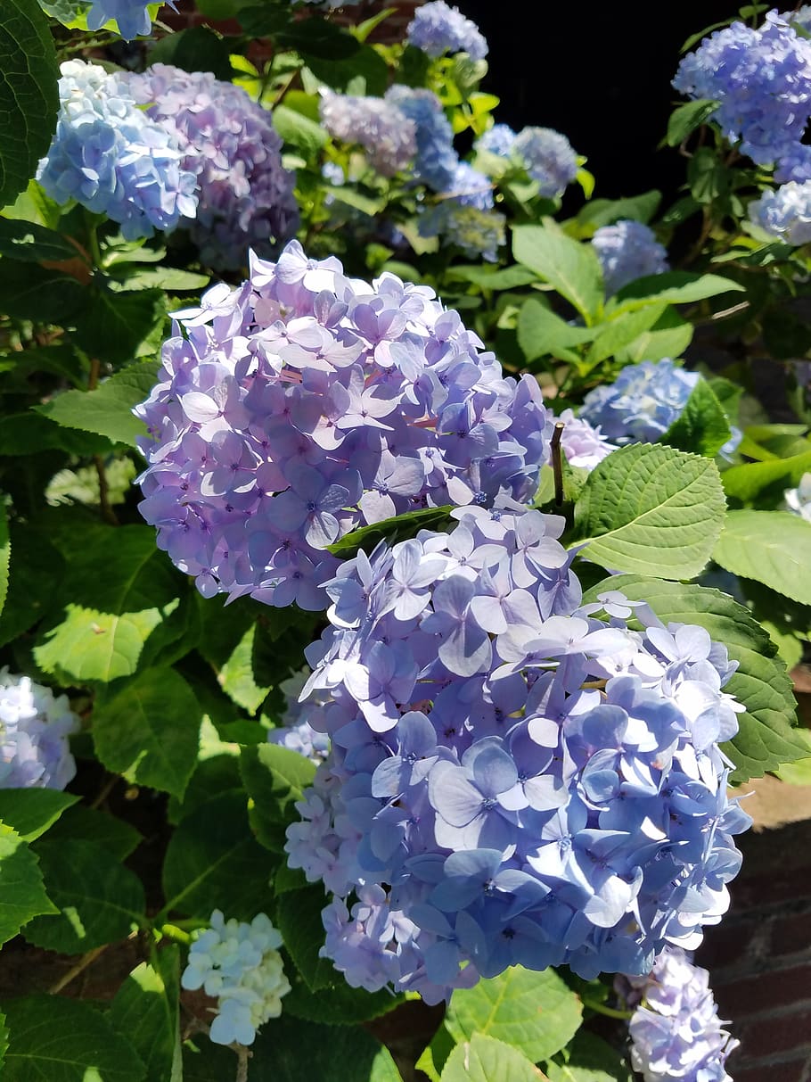 hydrangea, blue, purple, flowers, bloom, blossom, summer, garden HD wallpaper