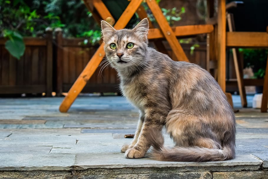 cat, stray, young, kitten, animal, outdoor, tabby, looking HD wallpaper
