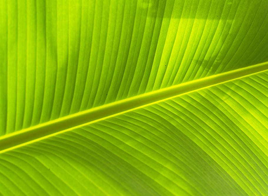 Green Leaf Closeup Photography, banana leaf, ckose-up, pattern HD wallpaper