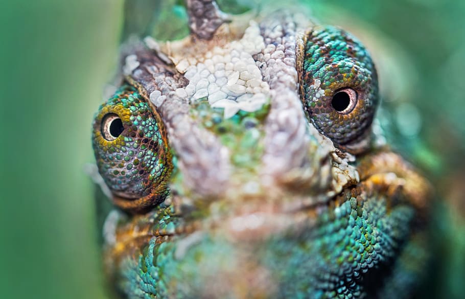 green and brown chameleon, david clode, lizard, searching, looking HD wallpaper