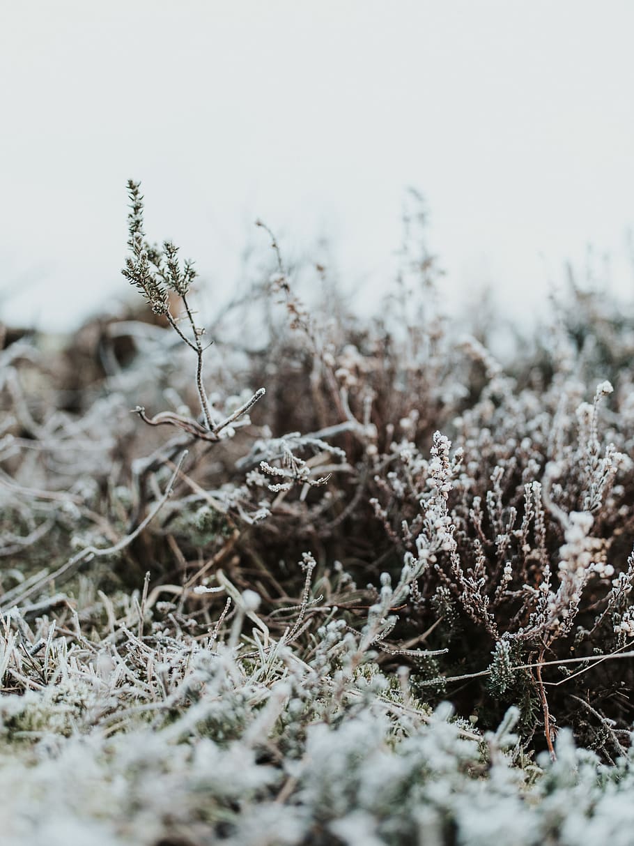 bushes with snows, outdoors, nature, ice, frost, winter, icicle