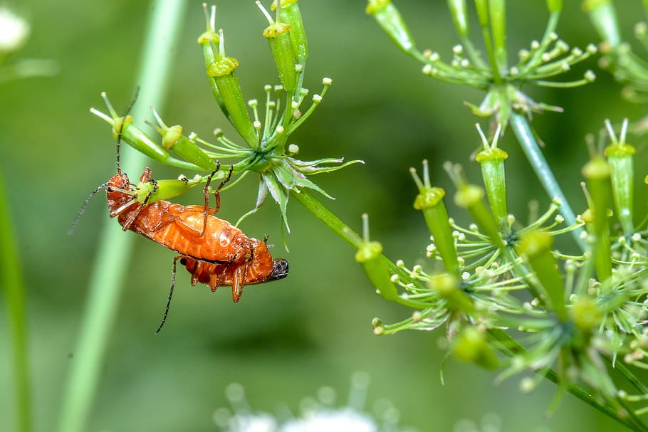 orange, beetle, nature, summer, macro, flower, garden, flying HD wallpaper