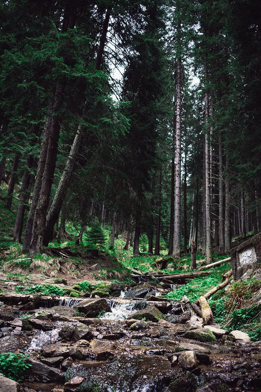 Creek in a Forest, 4k wallpaper, adventure, conifers, environment, HD wallpaper