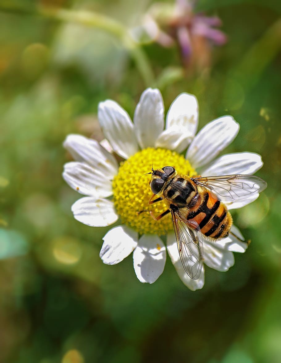 hoverfly, insect, nature, flower, bloom, blossom, summer, bug HD wallpaper