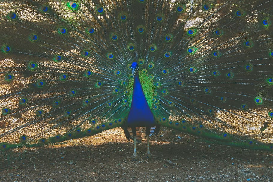 peacock, colors, bird, one animal, animal themes, animal wildlife HD wallpaper