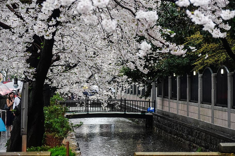 japan, kyoto, cherry, blossoms, trees, rain, landscape, bridge