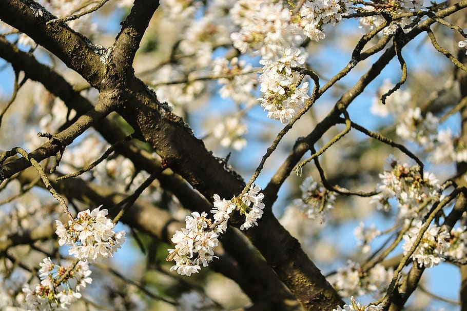 cherry tree, cherry blossoms, flowers, white, flowering twig HD wallpaper