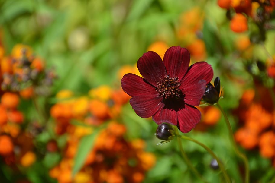 flower, orange, bloom, nature, plant, blossom, summer, petals HD wallpaper