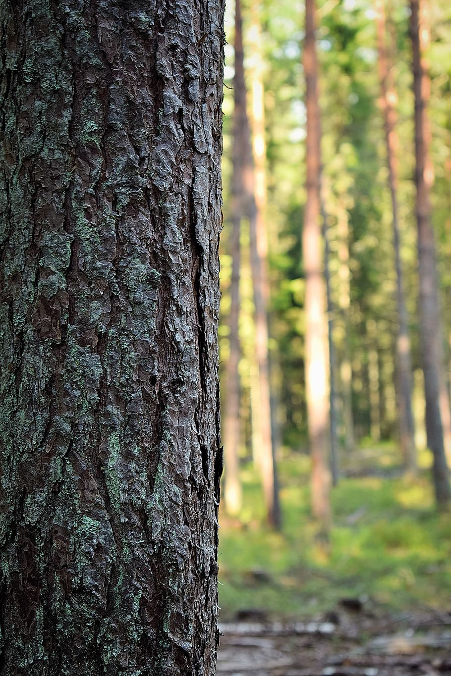 estonia, trees, forest, closeup, bark, tree trunk, plant, land HD wallpaper