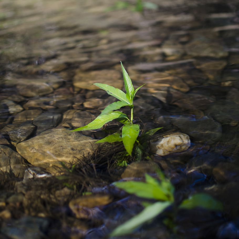 Rivers plants. Речные растения. Речная трава. Листья в реке. Речной лист.