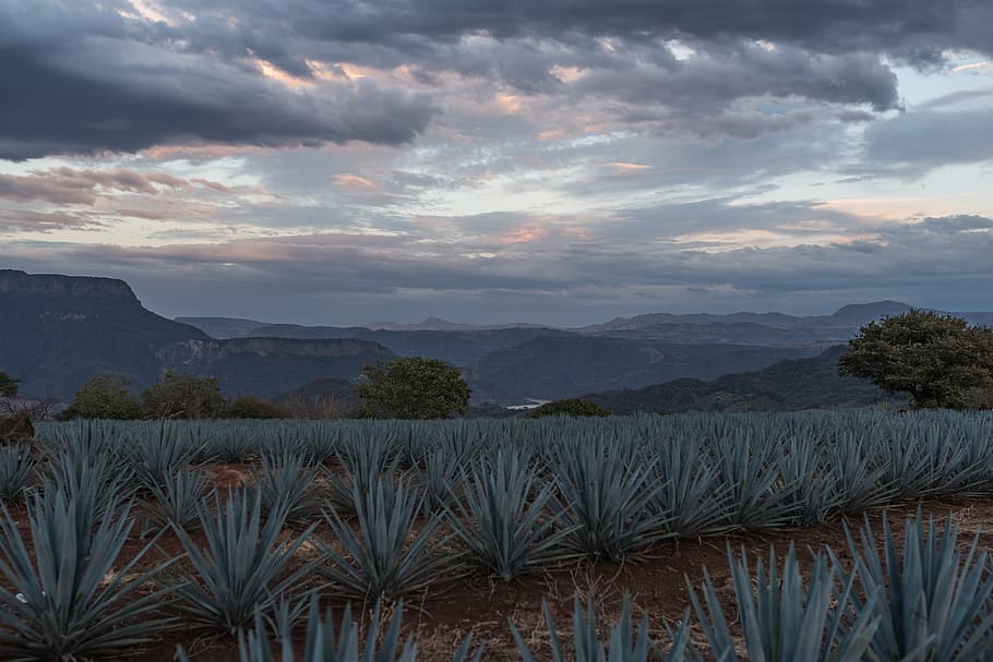 mexico, tequila, field, valley, valley light, valley below, HD wallpaper