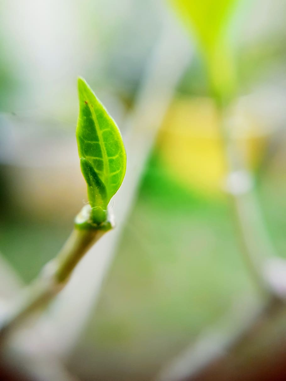 india, jind, plant part, leaf, close-up, growth, nature, selective focus HD wallpaper