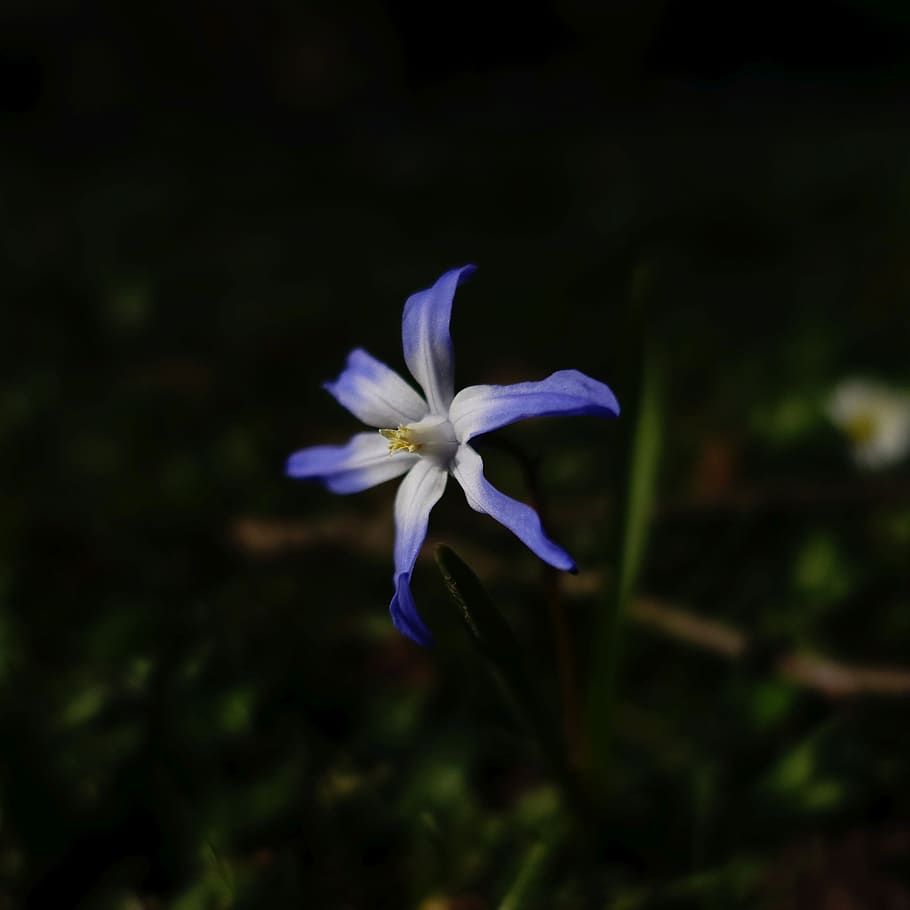 blossom, bloom, blue, nature, spring, macro, flower, flowering plant HD wallpaper