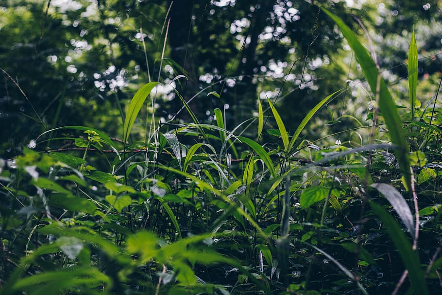 Selective Focus Photo of Green Grass Field Under Green Trees HD wallpaper