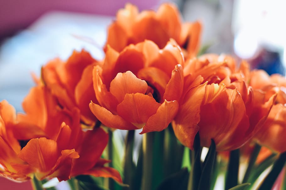 tulip, flower, nature, spring, flowering plant, fragility, vulnerability HD wallpaper