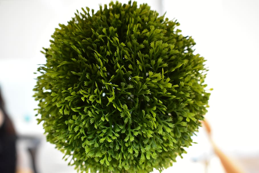 green, leaf, tree, ball, green color, close-up, focus on foreground HD wallpaper