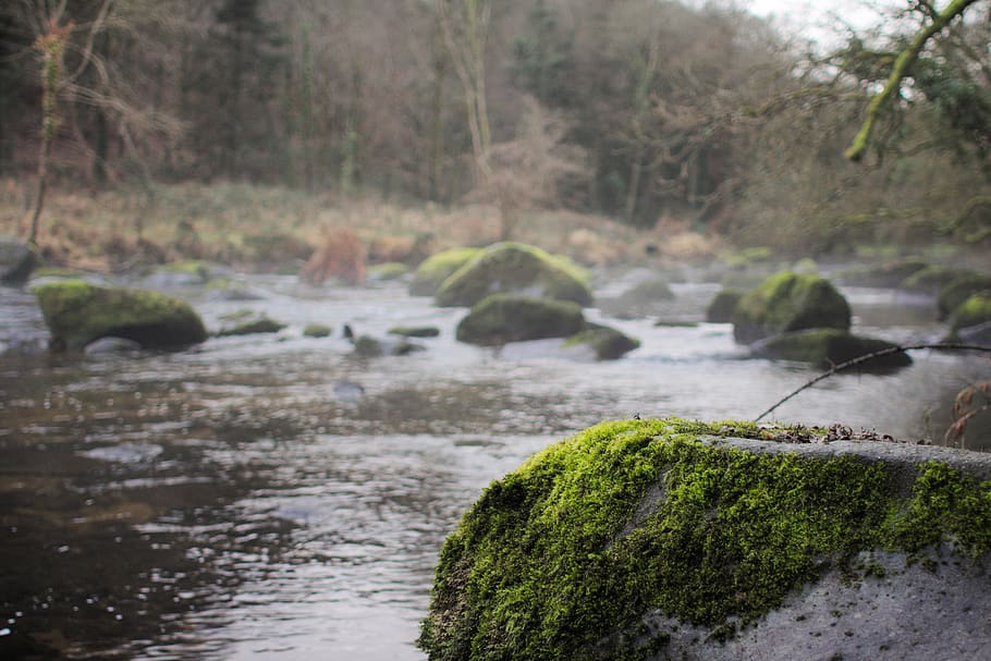 france, brittany, forest, river, water, plant, tree, rock, moss HD wallpaper