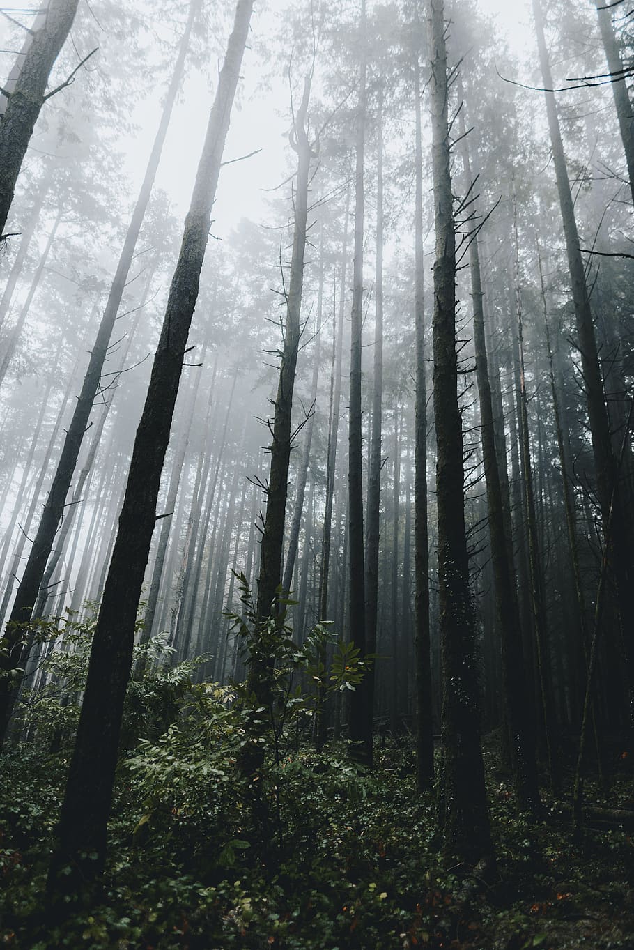 forest under rays, tree, plant, land, beauty in nature, woodland HD wallpaper