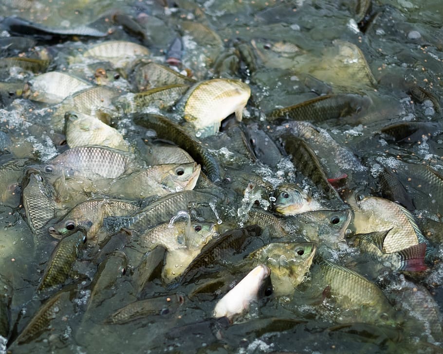 group of fish, animal, water, wildlife, carp, fishing, fish market HD wallpaper