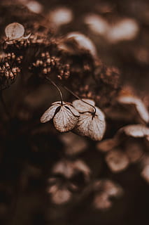 brown-petaled flower, plant, leaf, veins, insect, animal, invertebrate HD wallpaper