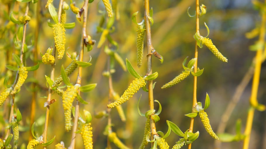 nature, plant, tree, willow, crying, sprig, hanging, green HD wallpaper