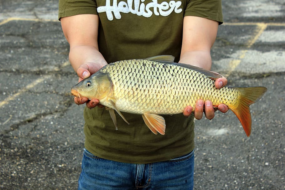 fish, carp, catch, hands, scales, fins, holding, one person HD wallpaper