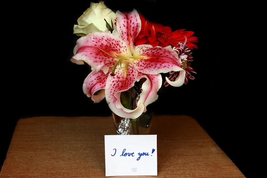 proposal, propose, rose, red, fresh, fragrance, flower, flowering plant HD wallpaper