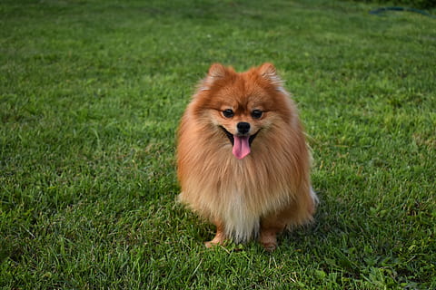 dog, spitz, smile, redhead, home, pet, darling, pomeranian HD wallpaper