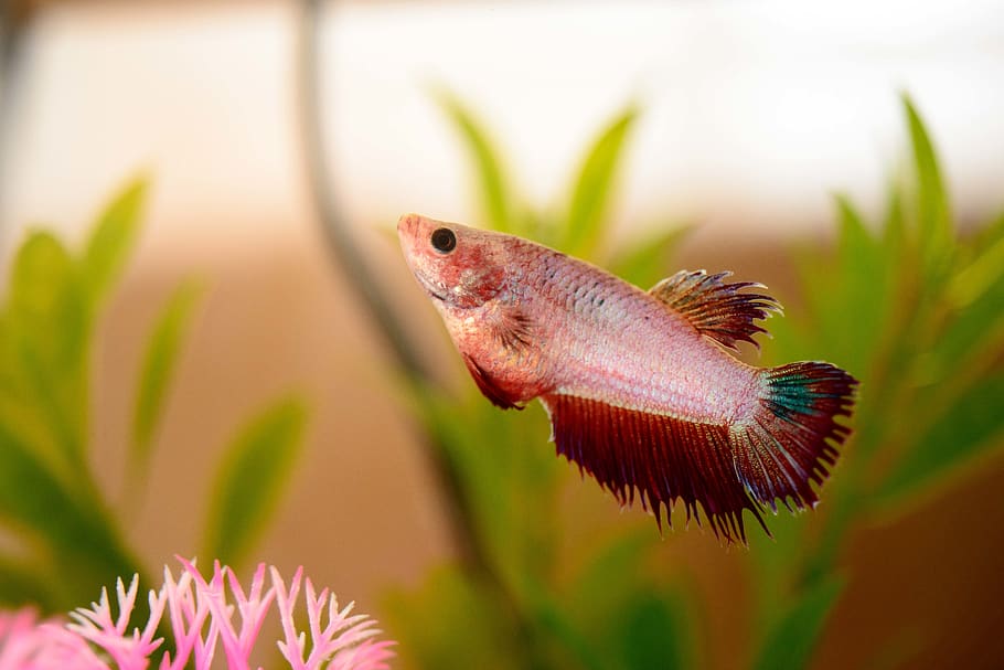 fish, tank, betta, aquarium, animal themes, one animal, animal wildlife HD wallpaper