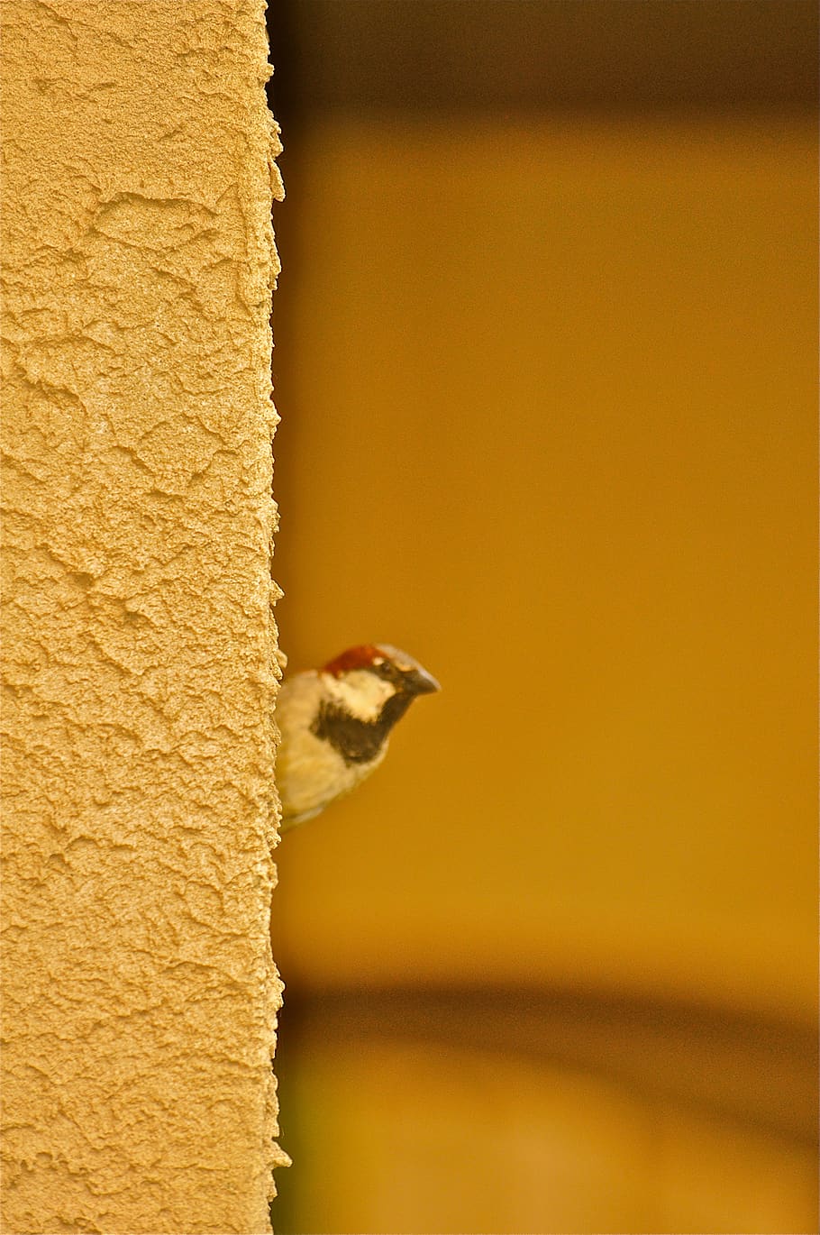 united states, cape cod, sparrow, bird, building, one animal HD wallpaper