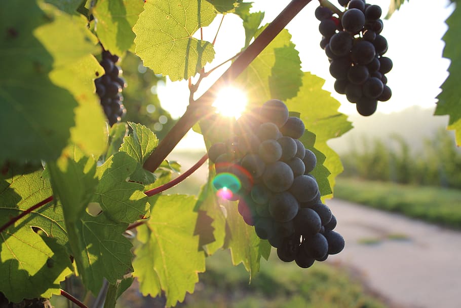 tree, green, nature, grape, fruit, food and drink, vineyard HD wallpaper