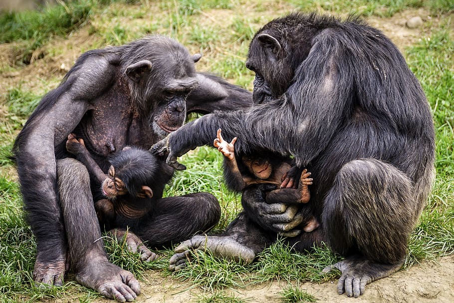 chimps, ape, apes, mothers, dialogue, mimic, mammal, zoo, primates, HD wallpaper