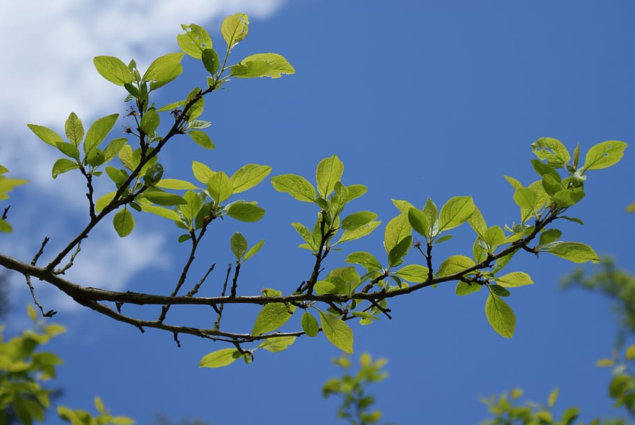 foliage, sky, blue, nature, leaves, branch, sunny, plant, plant part HD wallpaper