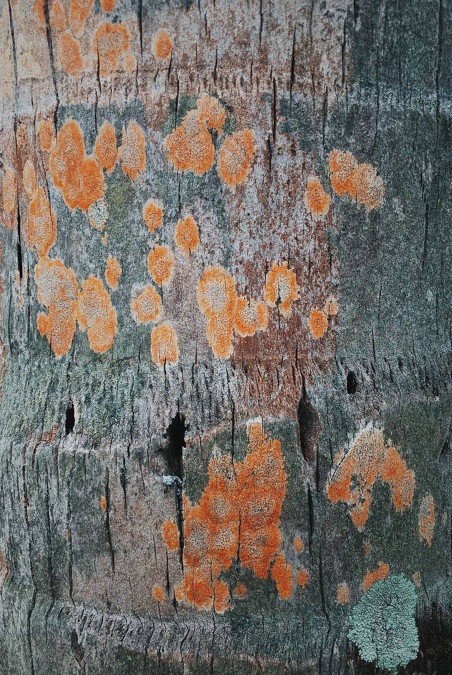 stains on tree bark, brick, maldives, laamu atoll, patch, spot HD wallpaper