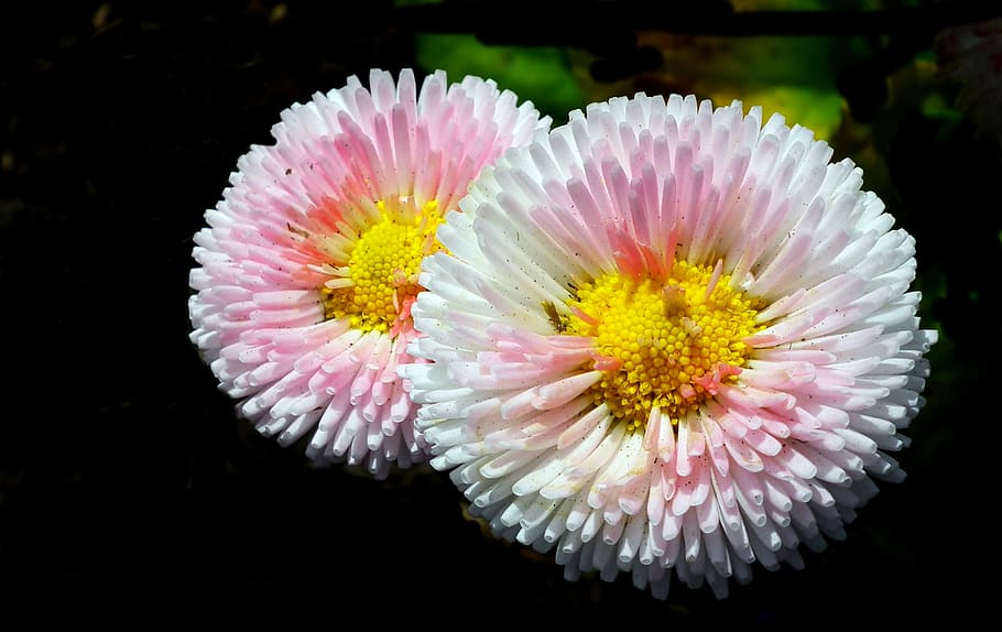 daisies, flowers, pink, spring, nature, garden, macro, beauty HD wallpaper