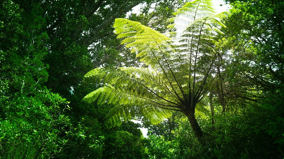 tree, plant, growth, green color, beauty in nature, tranquility HD wallpaper