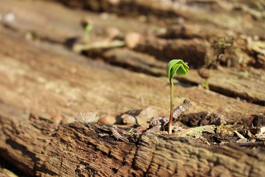 netherlands, amersfoort, tree, sapling, new tree, plant, growth HD wallpaper