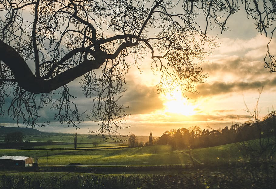 Bare Trees Near Green Grass Field, backlit, branches, clouds HD wallpaper