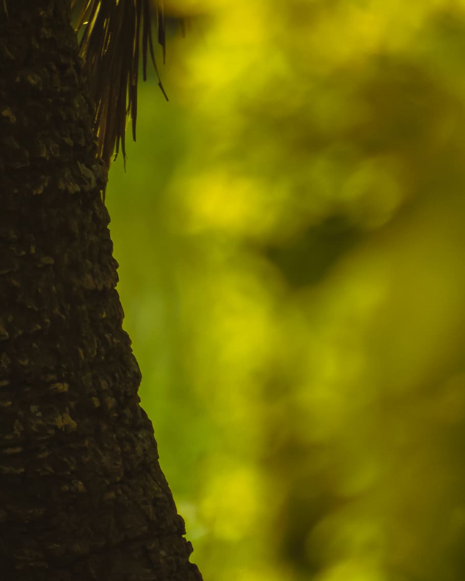 kenya, nairobi, yellows, trees, nature, plant, tree trunk, no people HD wallpaper