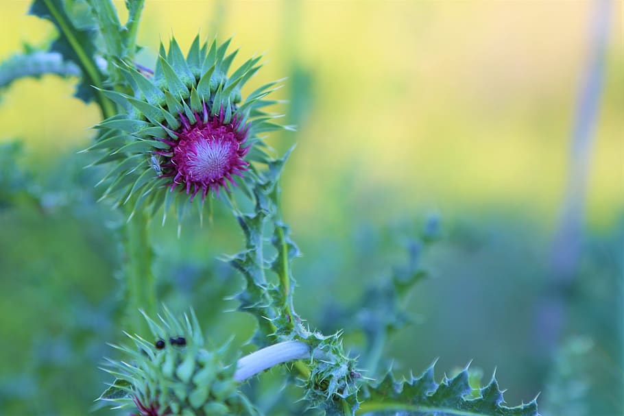 flower, spring, bud, nature, plant, color, beautiful, blooming HD wallpaper