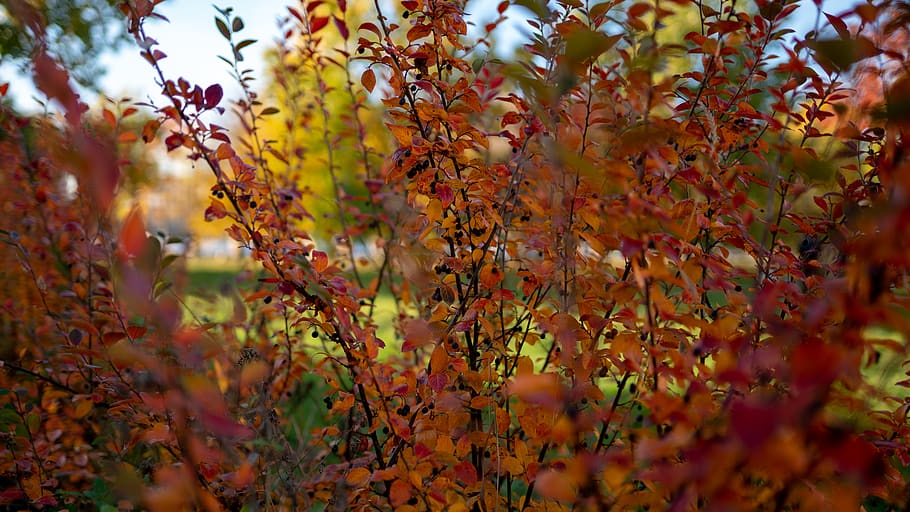 autumn, change, beauty in nature, plant, plant part, growth HD wallpaper